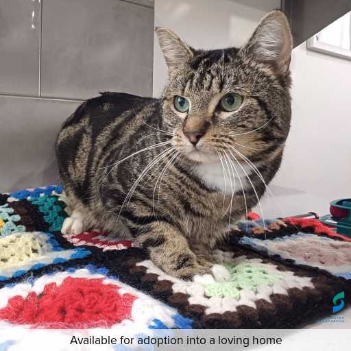 Photo of cat with ID of : C250871.