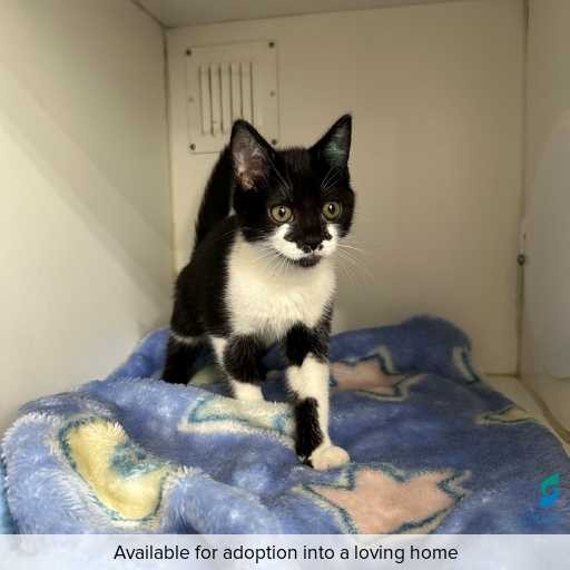 Photo of cat with ID of : C251026.