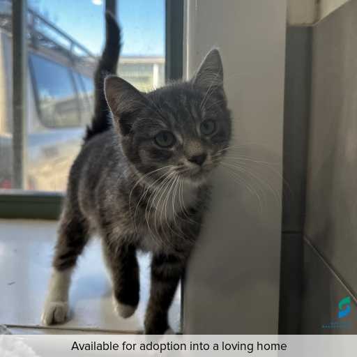 Photo of this cat.