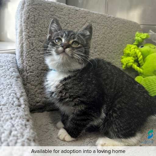 Photo of this cat.
