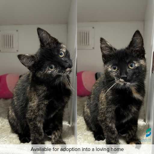 Photo of this cat.