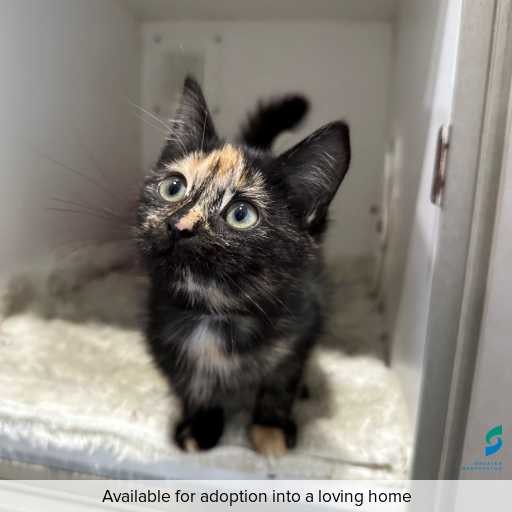 Photo of this cat.