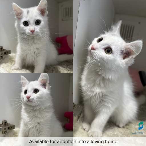 Photo of this cat.