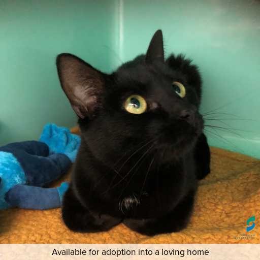 ID: C250345 Photo of this cat.