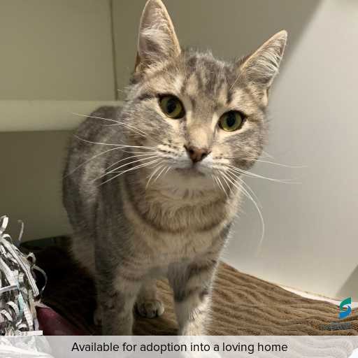ID: C250382 Photo of this cat.