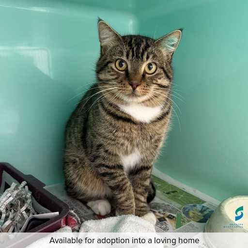 ID: C250418 Photo of this cat.