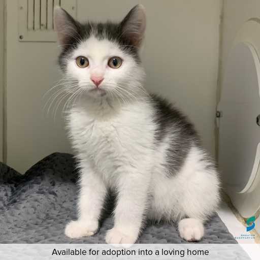 ID: C250422 Photo of this cat.