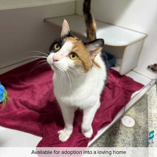 Photo of this cat.