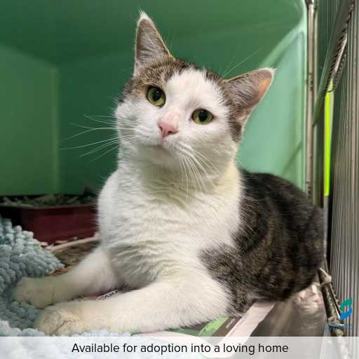 ID: C250468 Photo of this cat.