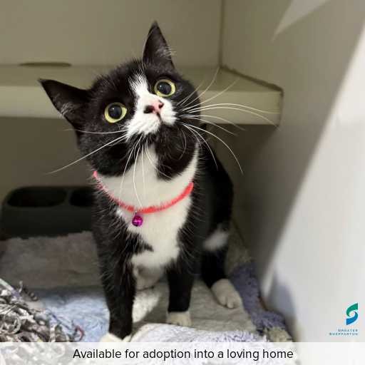 ID: C250491 Photo of this cat.