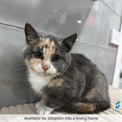 Photo of this cat.