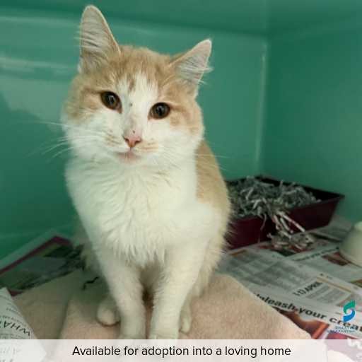 Photo of this cat.