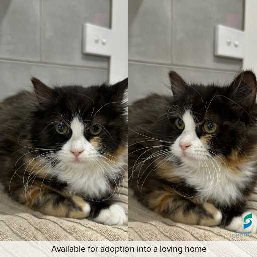 Photo of this cat.