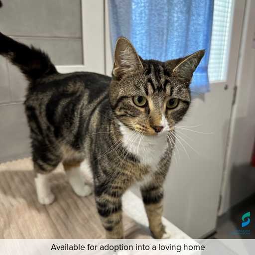 Photo of this cat.