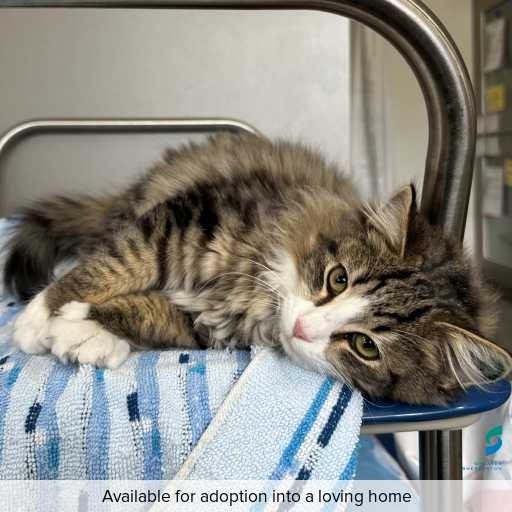 Photo of this cat.