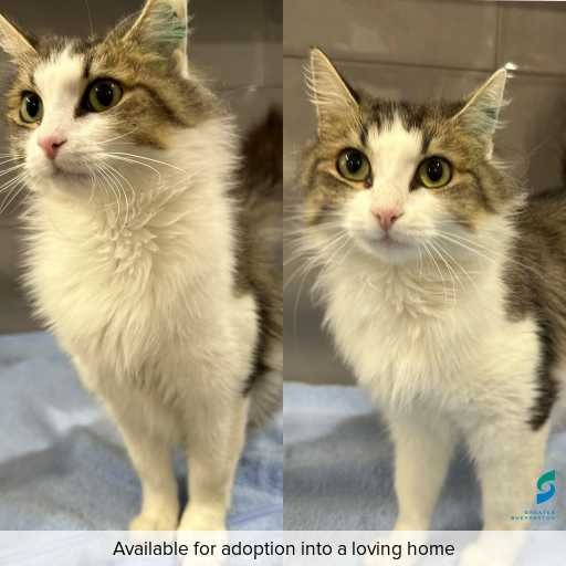 Photo of this cat.
