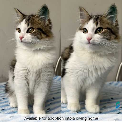 Photo of this cat.
