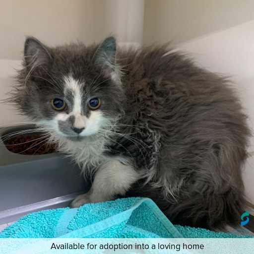 ID: C250546 Photo of this cat.