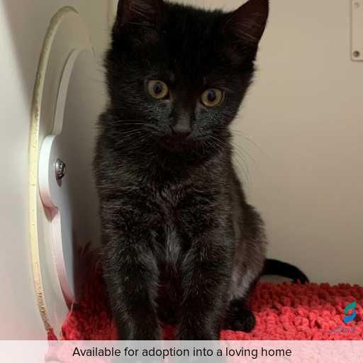 ID: C250572 Photo of this cat.