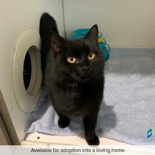 ID: C250574 Photo of this cat.