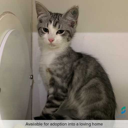 Photo of this cat.
