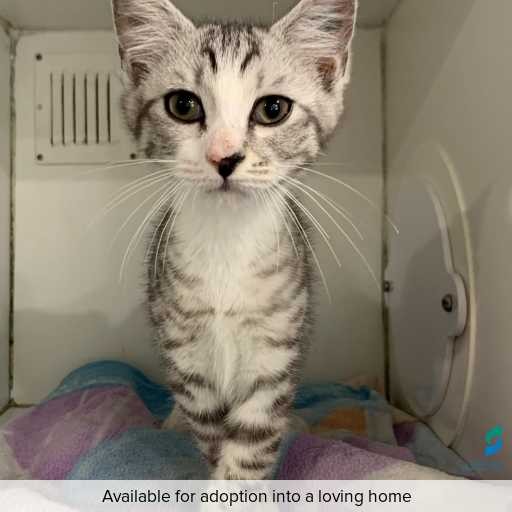 ID: C250580 Photo of this cat.