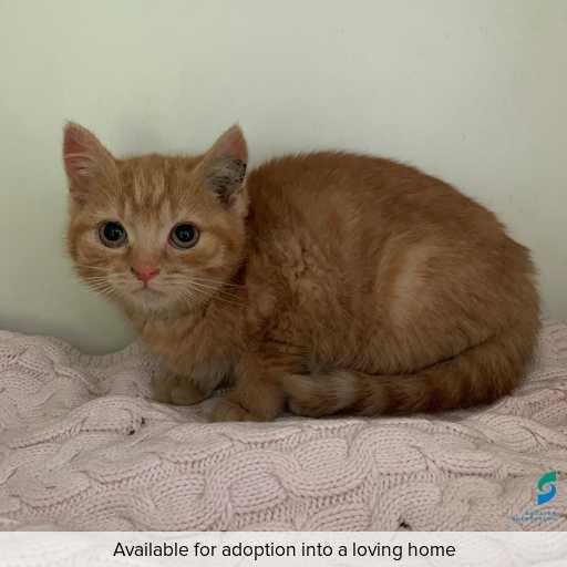 Photo of this cat.