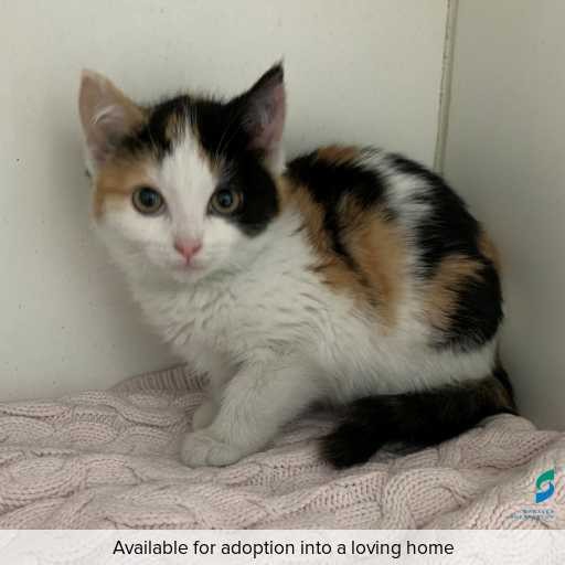 Photo of this cat.