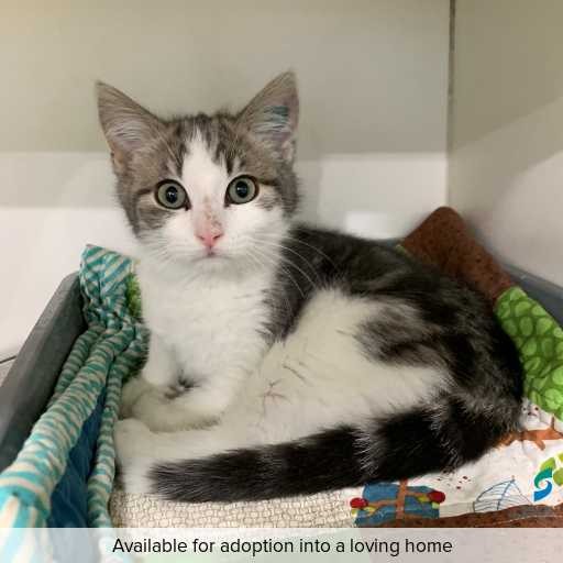 ID: C250600 Photo of this cat.