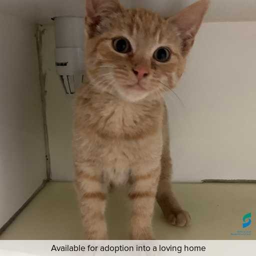 ID: C250608 Photo of this cat.