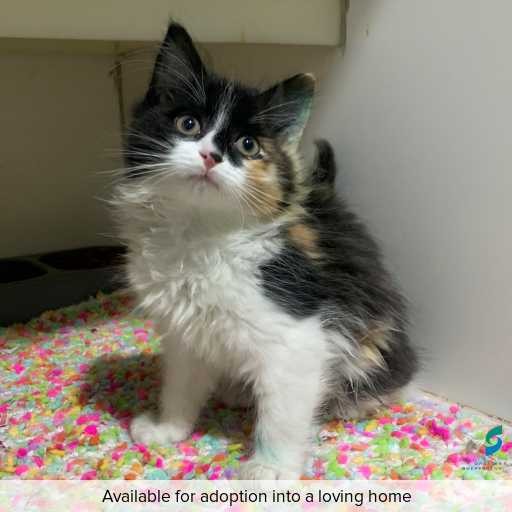 Photo of this cat.