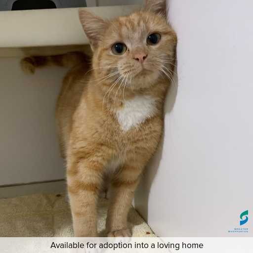 ID: C250616 Photo of this cat.
