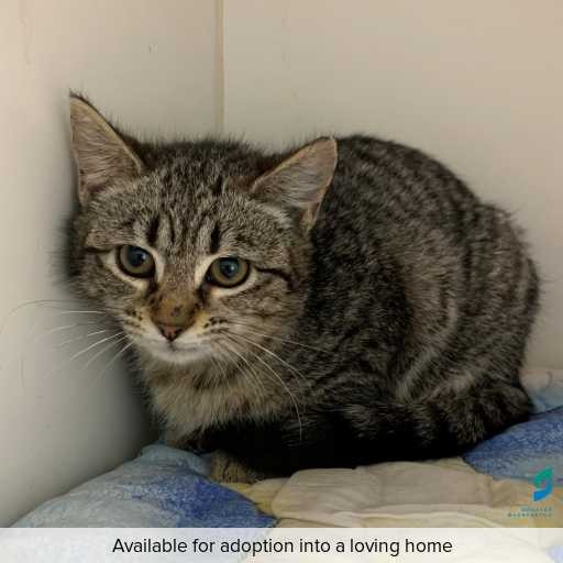 Photo of this cat.