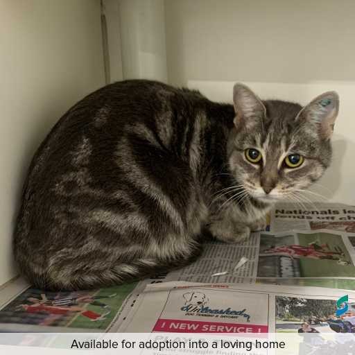 Photo of this cat.