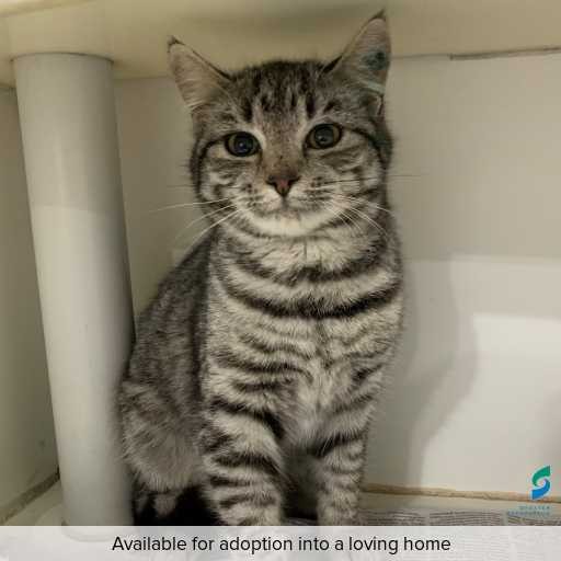 ID: C250661 Photo of cat with ID of : C250661.