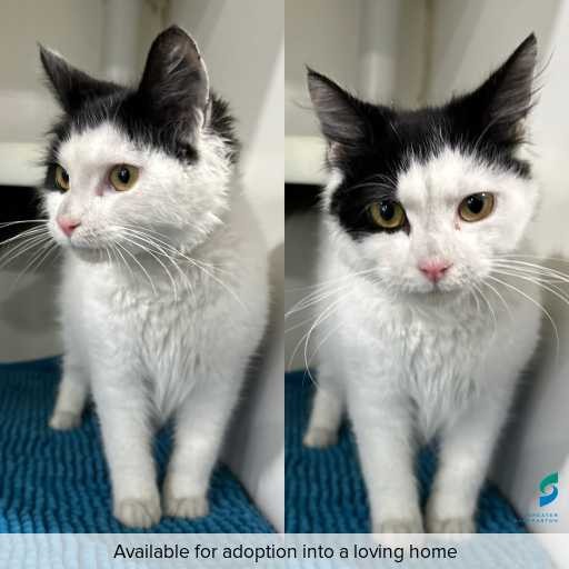 Photo of this cat.