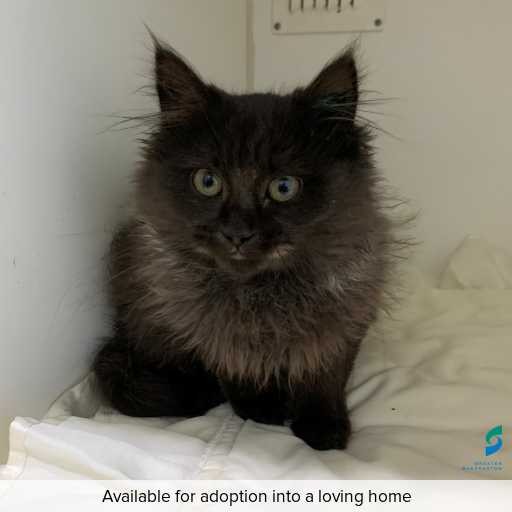 Photo of this cat.