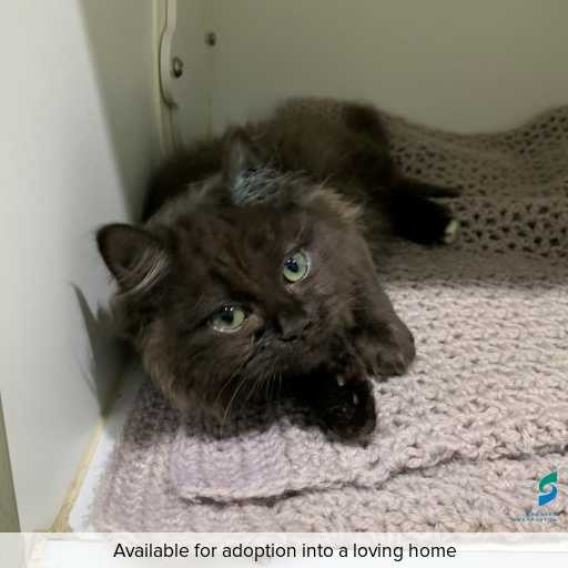 Photo of cat with ID of : C250675.