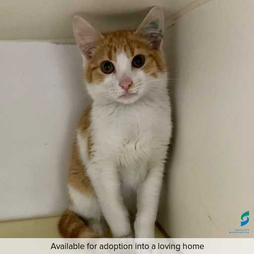 Photo of this cat.