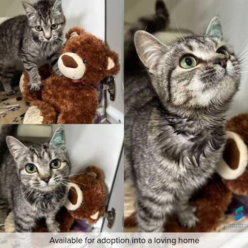 ID: C250690 Photo of cat with ID of : C250690.
