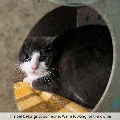 Photo of this cat.