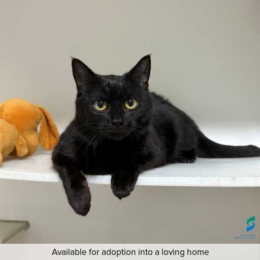 Photo of cat with ID of : C250707.