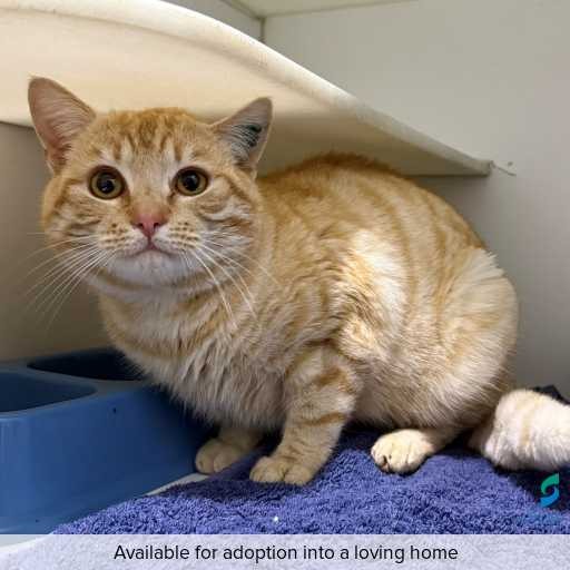Photo of cat with ID of : C250708.