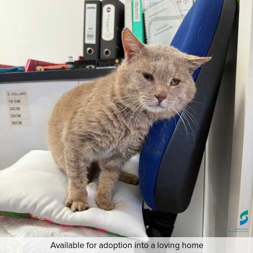 Photo of cat with ID of : C250718.