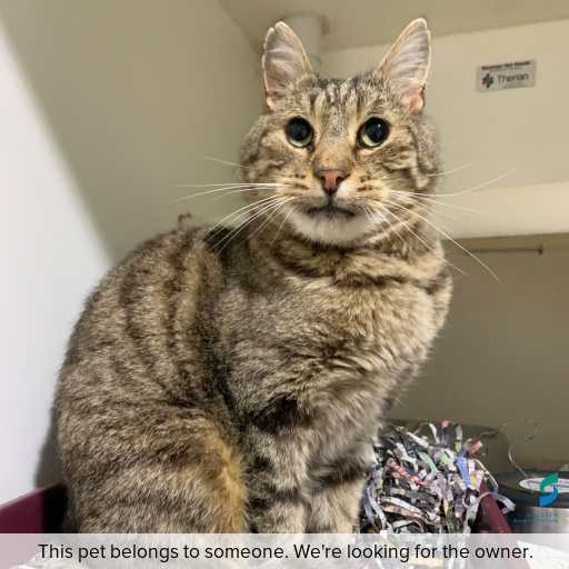 Photo of this cat.