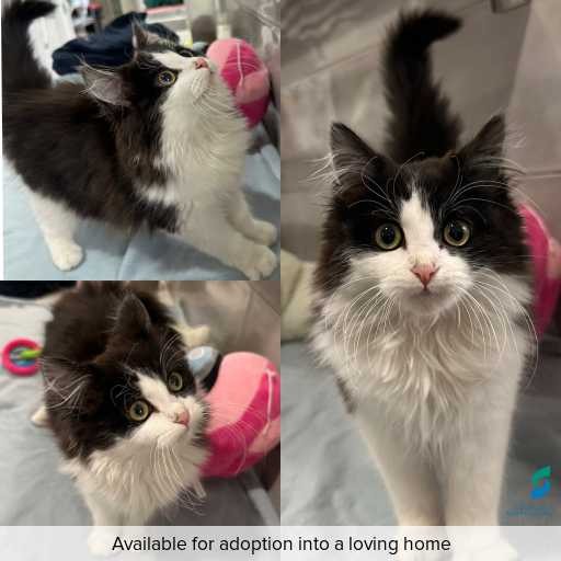 ID: C250730 Photo of cat with ID of : C250730.