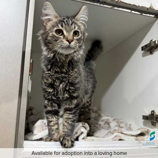 Photo of cat with ID of : C250742.