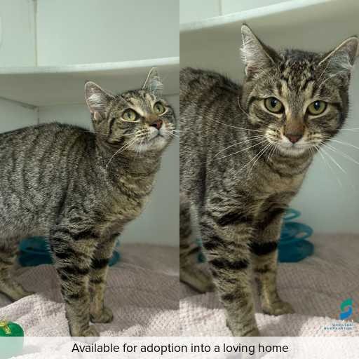 ID: C250750 Photo of cat with ID of : C250750.