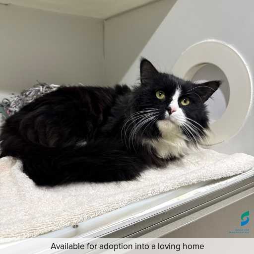 Photo of cat with ID of : C250752.