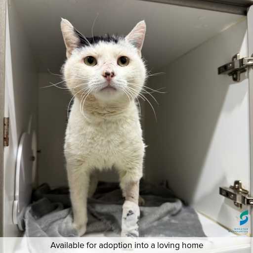 Photo of cat with ID of : C250754.